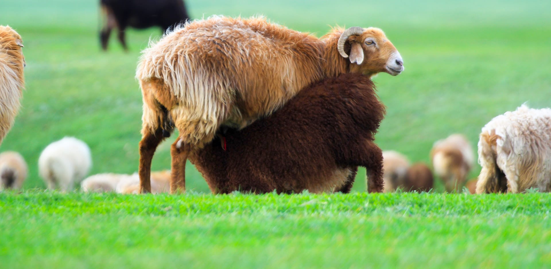 小巴依乳羔羊——来自新疆草原的味道